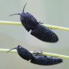 Lacon punctatus